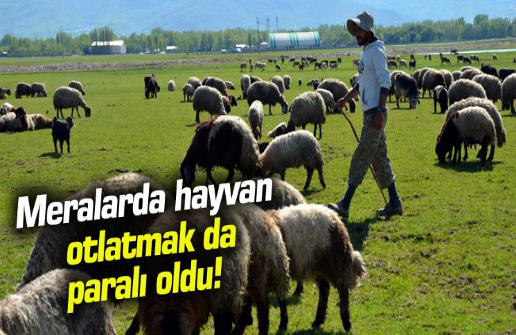 Köylünün kendi merasında otlattığı hayvan için para istenemez