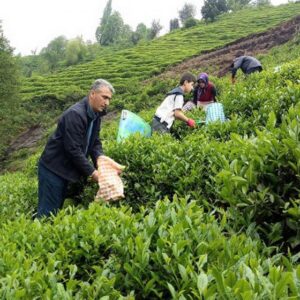 Kanun yoluyla, çayda sömürüyü katmerlendirmek istiyorlar!
