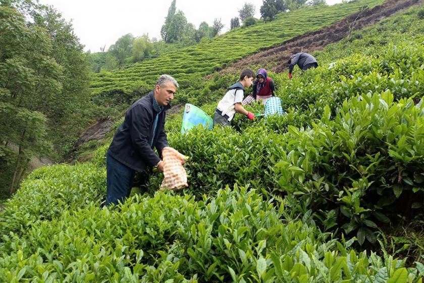 Kanun yoluyla, çayda sömürüyü katmerlendirmek istiyorlar!