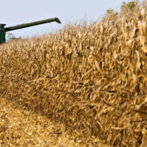 Ülkede tarımı bitirdiler! Şimdi de Venezuela’da tarım üretimi yapılacak masalı anlatıyorlar…￼