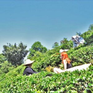 Belirlenen yaş çay fiyatı kabul edilemez Belirlenen yaş çay fiyatı kabul edilemez