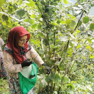 Fındıkta kriz büyüyor | EMEP: Erken rekolte açıklamaları ve don, üreticiyi zora sürükledi