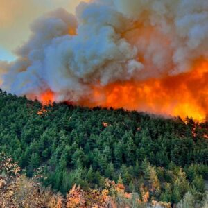 EMEP Kocaeli İl Örgütü: Elektrik kesintileri ve orman yangınlarının sorumlusu tek adam yönetimi