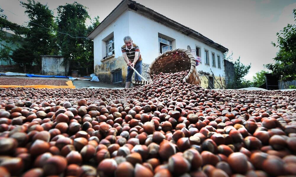 EMEP Ordu İl Örgütü: Fındıkta tarım politikaları üreticiyi mağdur ediyor