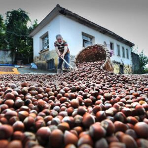 EMEP Ordu İl Örgütü: Fındıkta tarım politikaları üreticiyi mağdur ediyor