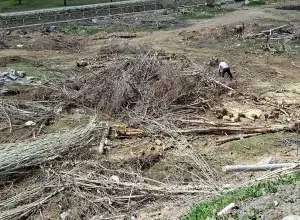 Malatya’da kamulaştırma davası sürerken ağaçları söktüler: EMEP İlçe Başkanı darbedildi