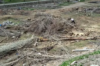 Malatya’da kamulaştırma davası sürerken ağaçları söktüler: EMEP İlçe Başkanı darbedildi