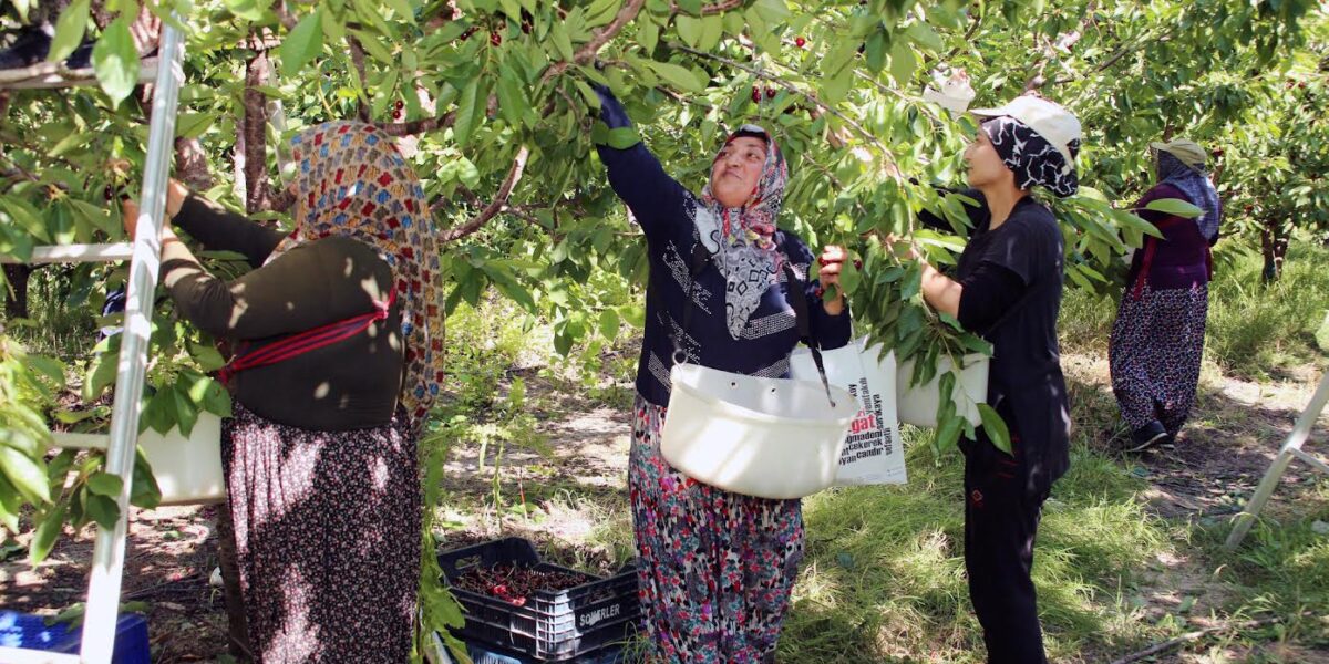 Saray iktidarı üretici köylüleri şirketlere ezdirdiği için suçludur!