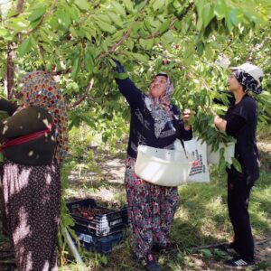 Saray iktidarı üretici köylüleri şirketlere ezdirdiği için suçludur! Saray iktidarı üretici köylüleri şirketlere ezdirdiği için suçludur!